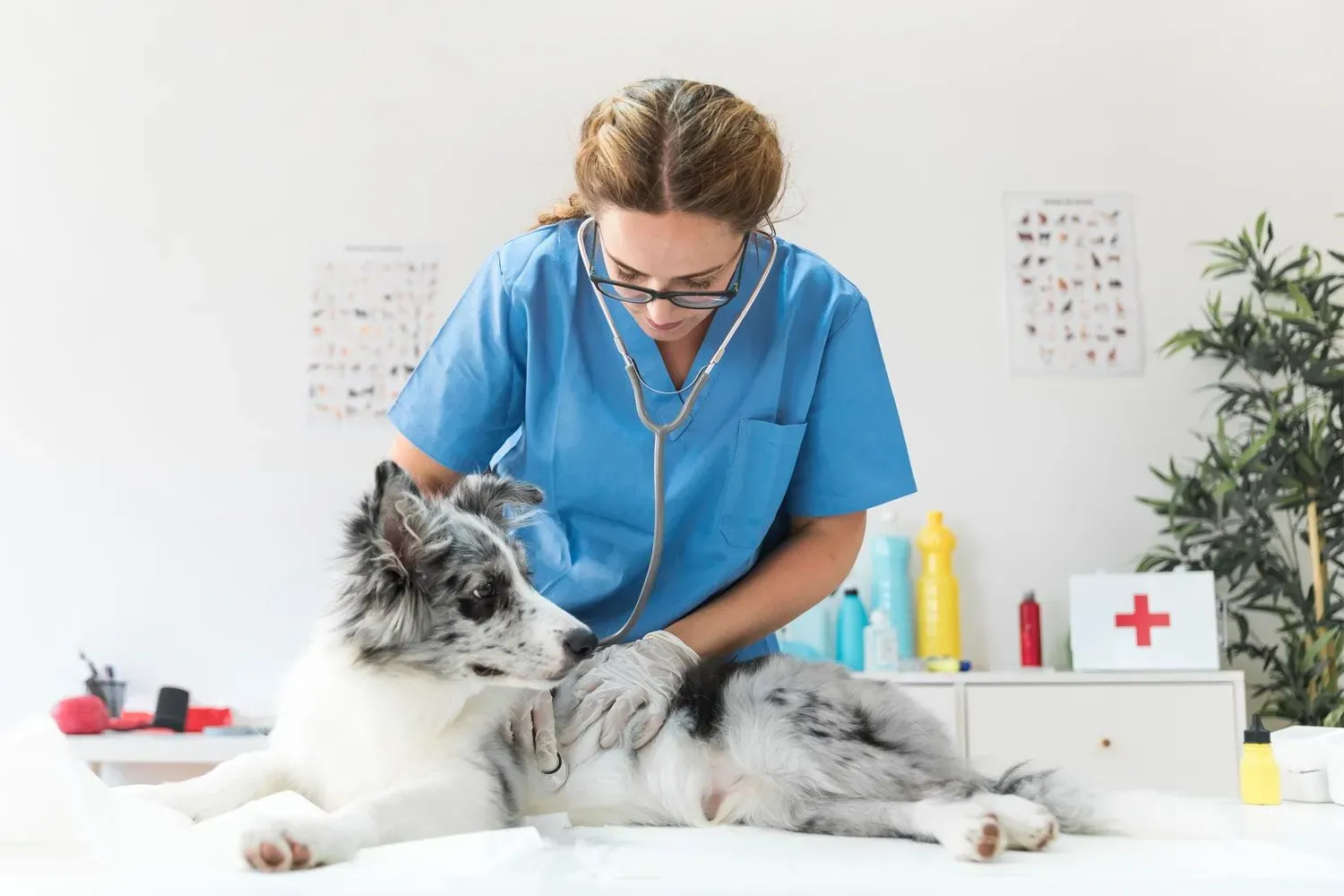 Veterinarian caring for a dog, supported by Auralis AI